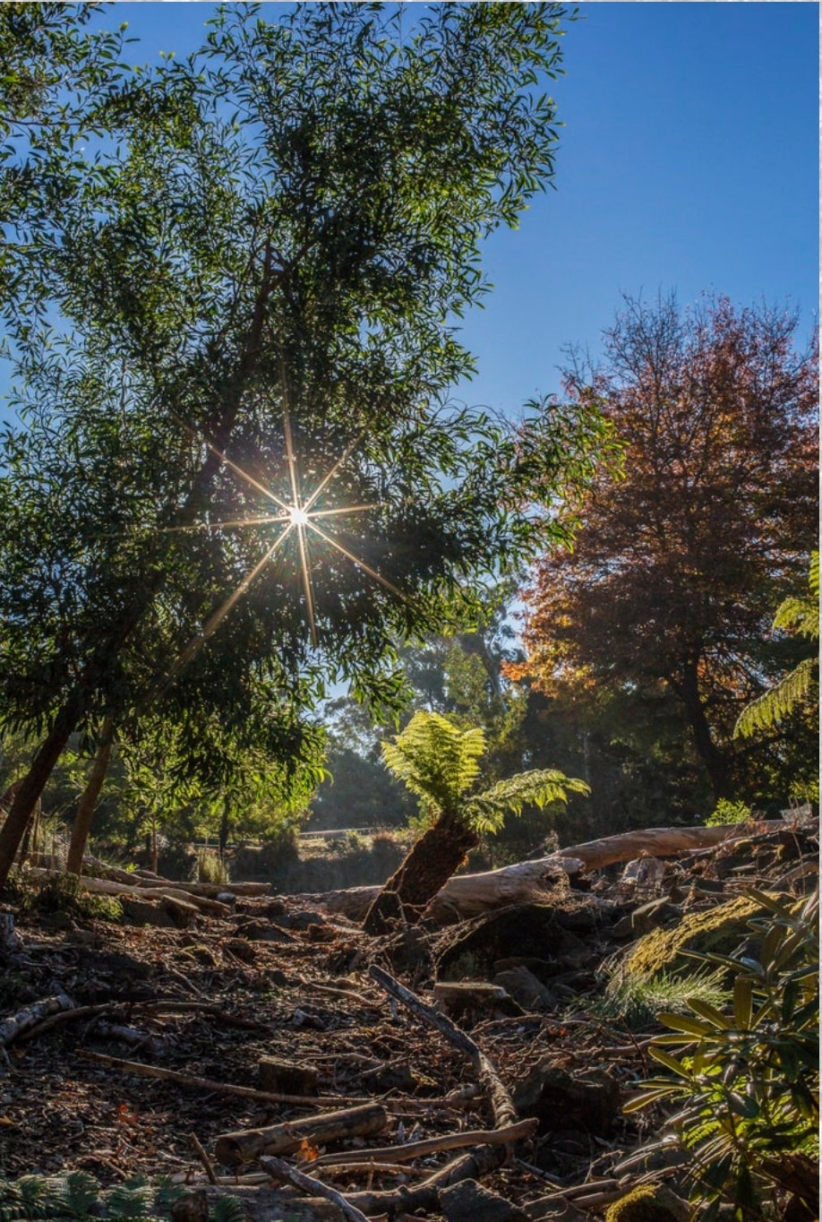 sun filtering through trees